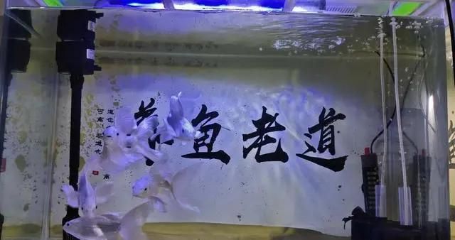 魚缸的壞處（魚缸安全防護(hù)方法介紹魚缸爆裂應(yīng)急處理方法介紹） 龍魚百科 第4張