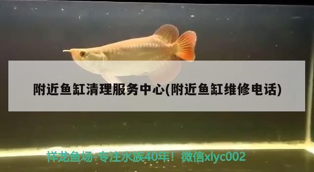 金龍魚(yú)養(yǎng)殖成本構(gòu)成分析（金龍魚(yú)的養(yǎng)殖成本主要包括哪些方面？） 水族問(wèn)答