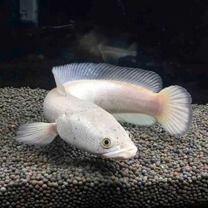 白化雷龍魚(yú)最忌三種水果（白化雷龍魚(yú)最忌三種水果的具體信息沒(méi)有找到關(guān)于白化雷龍魚(yú)的忌諱） 龍魚(yú)百科 第5張