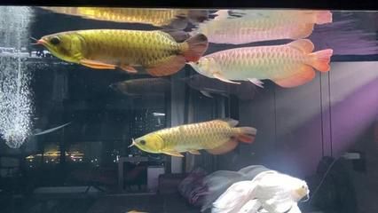 博世龍魚缸連鎖店怎么樣（博世龍水族用品有限公司怎么樣）