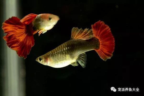 魚缸加鹽巴（如何自制魚缸專用鹽） 龍魚百科 第4張