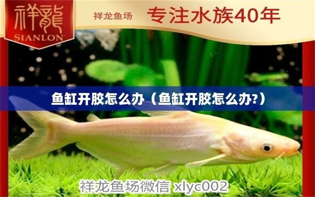 魚缸長時間不用會開膠嗎（如何選擇耐久魚缸膠水魚缸防開膠養(yǎng)護技巧） 龍魚百科 第1張