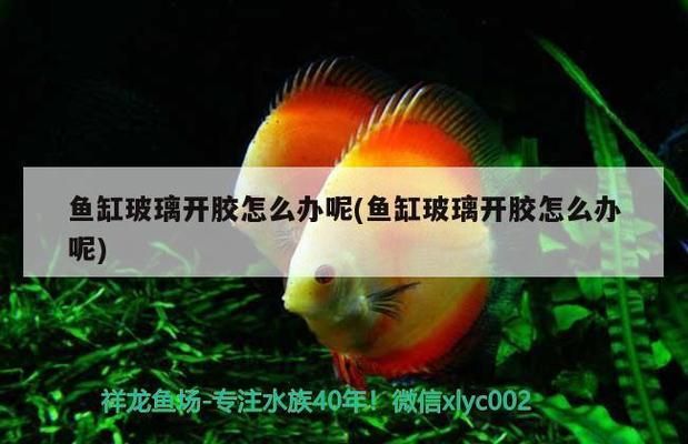 魚缸長時間不用會開膠嗎（如何選擇耐久魚缸膠水魚缸防開膠養(yǎng)護技巧） 龍魚百科 第5張