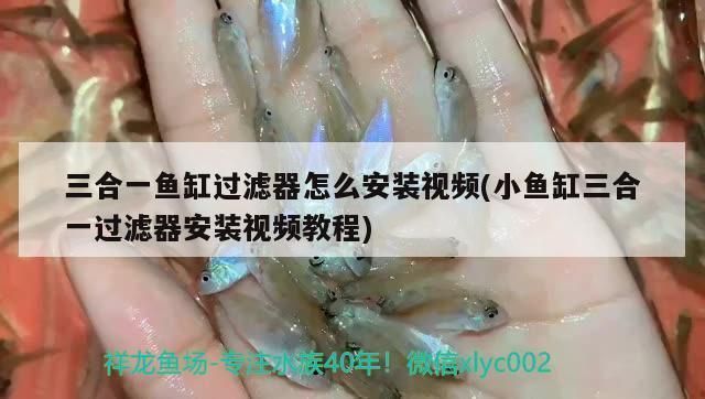 魚缸過濾器三合一怎么安裝視頻（如何維護(hù)魚缸過濾器延長(zhǎng)壽命） 龍魚百科 第1張