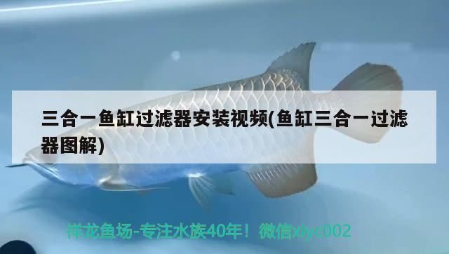 魚缸過濾器三合一怎么安裝視頻（如何維護(hù)魚缸過濾器延長(zhǎng)壽命） 龍魚百科 第4張