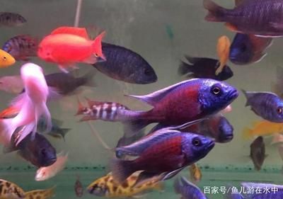 魚缸養(yǎng)什么魚容易存活（如何養(yǎng)護孔雀魚提高存活率） 龍魚百科 第6張