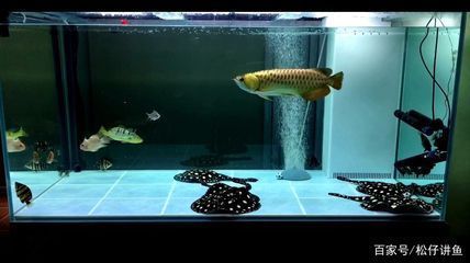 1.5米魚缸幾天換一次水（如何判斷魚缸水質好壞） 龍魚百科 第1張