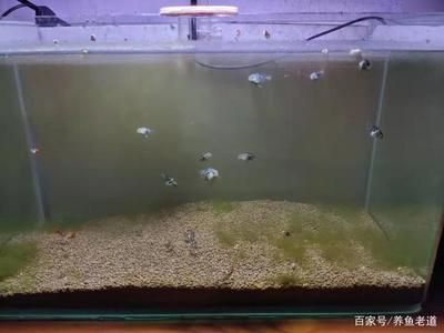 1.5米魚缸幾天換一次水（如何判斷魚缸水質好壞） 龍魚百科 第3張