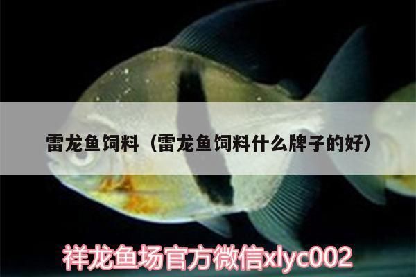 白色雷龍魚喂啥飼料（如何自制雷龍魚飼料，雷龍魚發(fā)色飼料品牌推薦） 龍魚百科 第2張