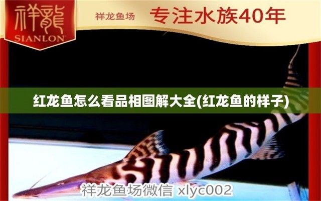 紅龍魚(yú)品相圖解大全（紅龍魚(yú)品相圖解）