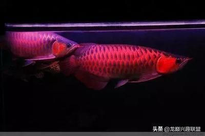 金龍魚品種大全（班加紅龍魚是金龍系的一種） 龍魚百科 第4張