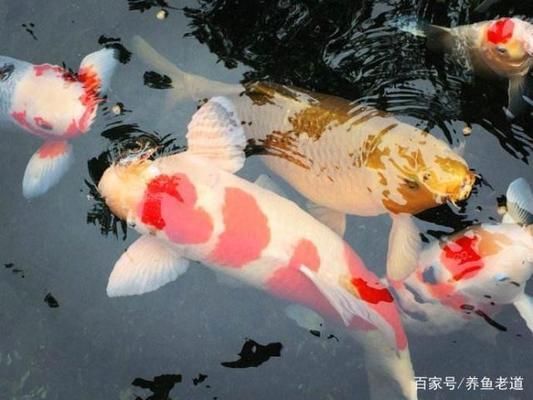 金龍魚市場價格（為什么金龍魚的價格會波動這么大？） 水族問答