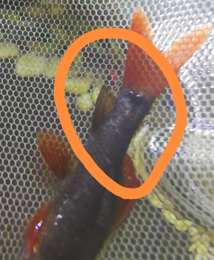 彩虹鯊尾部泛白（彩虹鯊尾部泛白怎么治療） 觀賞魚論壇 第4張