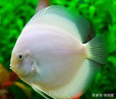 熱帶魚的魚缸可以放鹽嗎（如何自制適合熱帶魚的鹽水） 龍魚百科 第6張