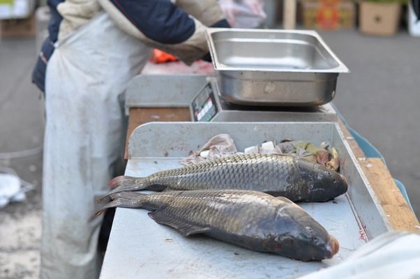 寬城區(qū)景海觀賞魚養(yǎng)殖基地（寬城區(qū)景海觀賞魚養(yǎng)殖基地詳細(xì)介紹,寬城區(qū)景海觀賞魚養(yǎng)殖基地）