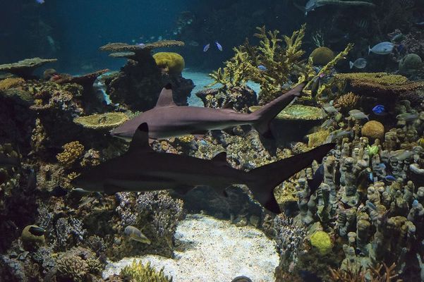 魚缸造景效果圖大全（小型魚缸造景案例分享） 龍魚百科 第6張