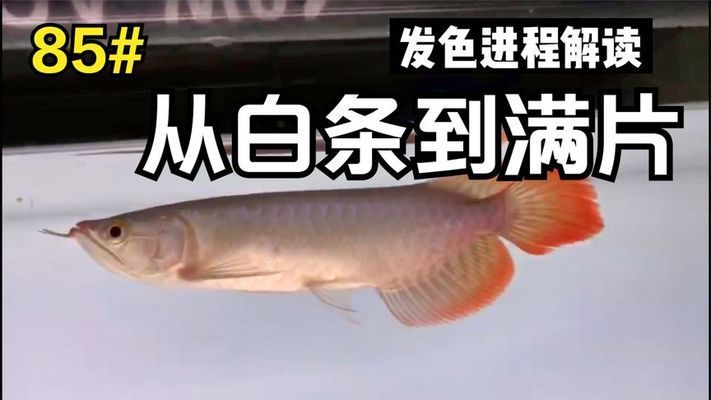 紅龍魚多久發(fā)色完成（紅龍魚從幼魚到成魚的發(fā)色需要多長時間）