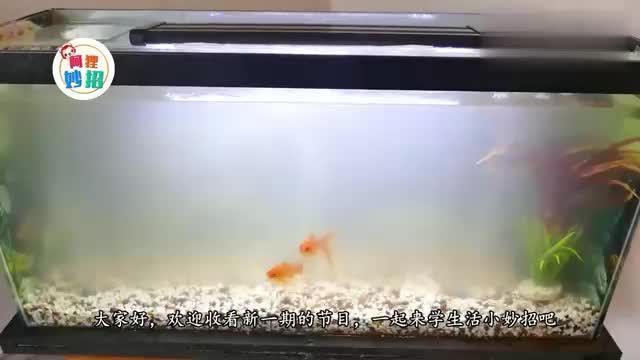 魚缸水換新的還渾濁（如何快速恢復(fù)魚缸硝化系統(tǒng)魚缸水渾濁的自然解決方法魚缸過濾系統(tǒng)維護(hù)技巧減少魚缸污染的有效措施）