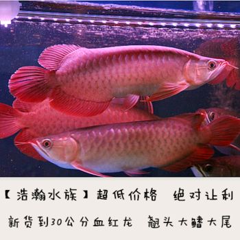 紅龍魚介紹作文怎么寫的