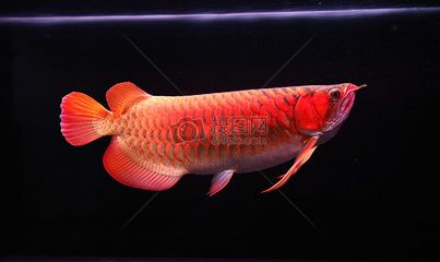 紅龍魚畫圖（紅龍魚鱗片畫法詳細步驟和技巧，紅龍魚眼睛畫法技巧） 龍魚百科 第2張