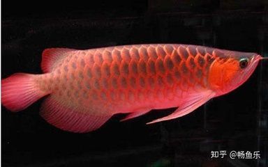 紅龍魚的作用是什么（紅龍魚在風水上具有多種作用和功效）