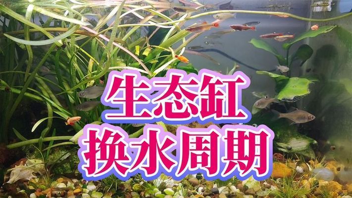 金龍魚日常養(yǎng)護要點（金龍魚多久換一次水？） 水族問答