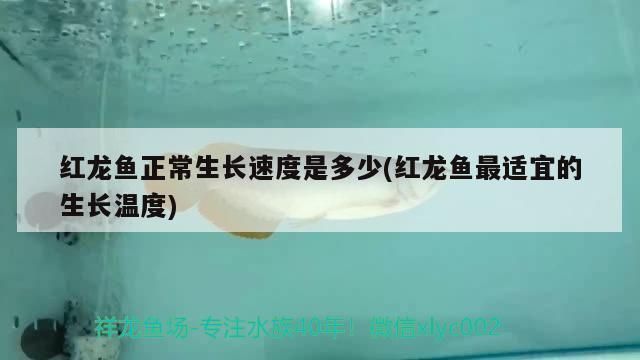 紅龍魚(yú)苗一年能長(zhǎng)多大?。P(guān)于紅龍魚(yú)苗一年能長(zhǎng)多大的詳細(xì)信息） 龍魚(yú)百科 第4張