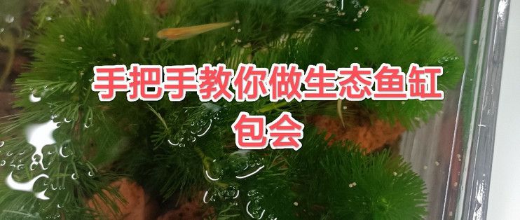 金龍魚人工繁殖技術進展（金龍魚人工繁殖技術進展如何金龍魚人工繁殖成功率是多少） 水族問答