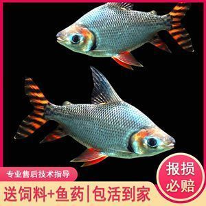 紅龍魚的配魚（紅龍魚混養(yǎng)水族箱布置） 龍魚百科 第2張