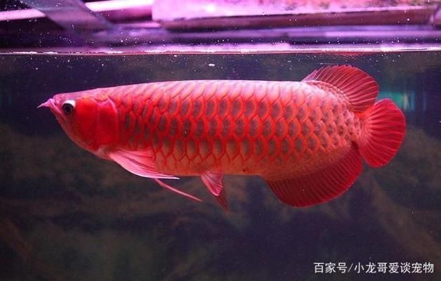 紅龍魚的顏色種類（紅龍魚品種鑒別方法：紅龍魚品種鑒別方法,紅龍魚最佳養(yǎng)殖環(huán)境）