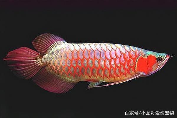 紅龍魚的顏色種類（紅龍魚品種鑒別方法：紅龍魚品種鑒別方法,紅龍魚最佳養(yǎng)殖環(huán)境）