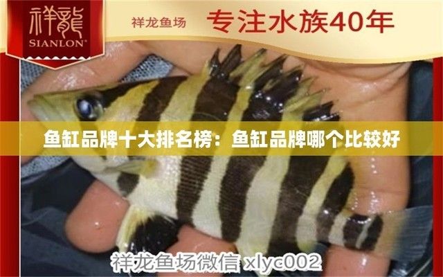 魚缸名牌有哪些（魚缸品牌性價比對比） 龍魚百科 第6張