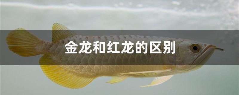 紅龍魚和金龍魚的區(qū)別（如何辨別紅龍魚和金龍魚的品質(zhì)） 龍魚百科 第4張