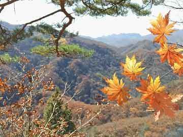 紅龍魚品牌（如何選擇紅龍魚品牌？）