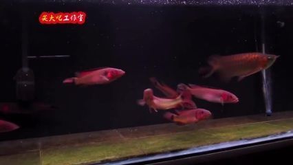 紅龍魚配魚混養(yǎng)（紅龍魚混養(yǎng)飼料選擇） 龍魚百科 第4張