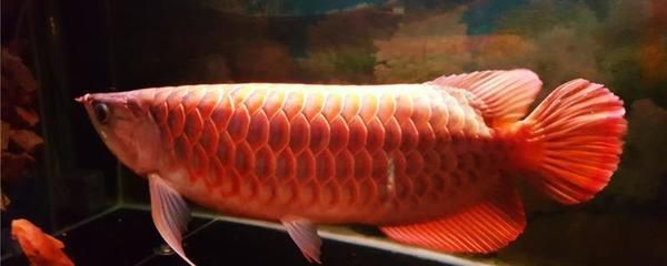 紅龍魚吃啥上色快（紅龍魚上色飼料品牌推薦紅龍魚上色飼料品牌推薦）