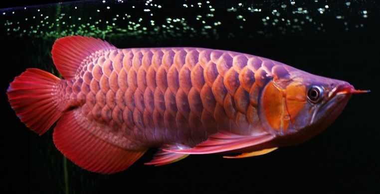 紅龍魚吃飼料好還是吃蝦肉好（紅龍魚吃飼料和吃蝦肉各有優(yōu)缺點具體哪種更好） 龍魚百科 第1張