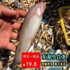 白化龍魚價(jià)格多少（白化龍魚價(jià)格波動(dòng)如何辨別白化龍魚健康檢查方法） 龍魚百科 第1張