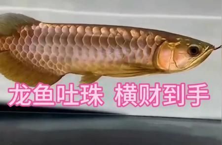 各種龍魚的寓意和象征（龍魚在亞洲文化中具有豐富的寓意和象征意義） 龍魚百科 第5張