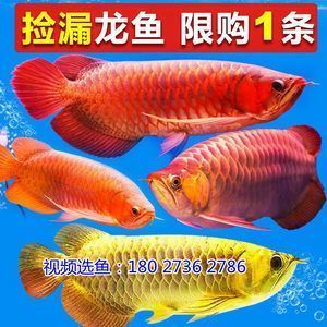 紅龍魚批發(fā)市場(chǎng)營(yíng)業(yè)時(shí)間電話查詢（北京紅龍魚專賣店?duì)I業(yè)時(shí)間） 龍魚百科 第2張