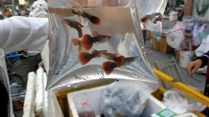 福州觀賞魚批發(fā)市場（福州觀賞魚市場價格走勢） 龍魚百科 第5張