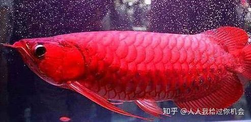 紅龍魚的體型還會(huì)變化嗎為什么不生小魚（如何提高紅龍魚的繁殖成功率） 龍魚百科 第4張