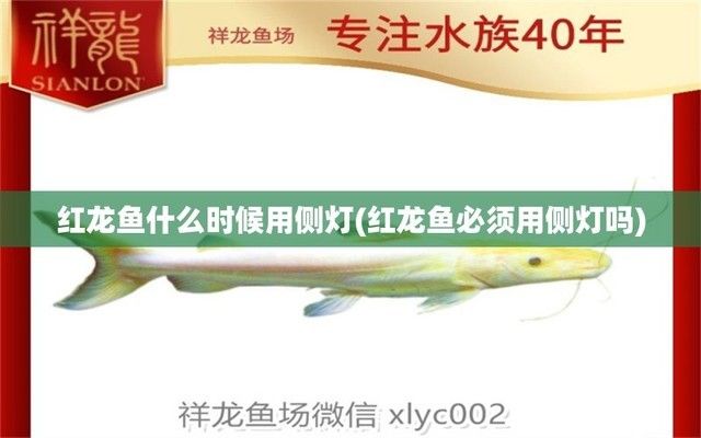 紅龍魚多少公分開始打側燈（紅龍魚打側燈的最佳時機） 龍魚百科 第4張