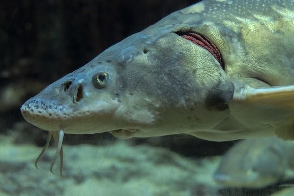 杰西卡恐龍魚（墨西哥鈍口螈的繁殖方式）