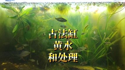 金龍魚品牌的國際化進(jìn)程（金龍魚品牌在全球化進(jìn)程中采用了哪些策略來拓展其市場范圍） 水族問答