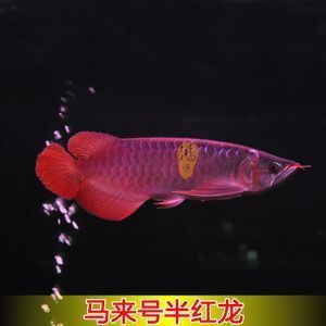 紅龍魚的分類和等級(jí)（紅龍魚特殊分類介紹） 龍魚百科 第1張