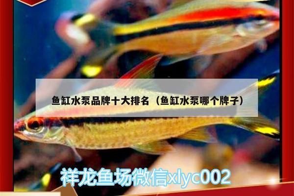 天津市東麗區(qū)譚秀梅觀賞魚養(yǎng)殖中心（東麗區(qū)譚秀梅觀賞魚養(yǎng)殖中心） 水族周邊