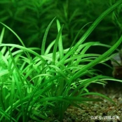 魚(yú)缸選擇大水蘭還是小水蘭（大水蘭與小水蘭的養(yǎng)護(hù)技巧） 龍魚(yú)百科 第3張