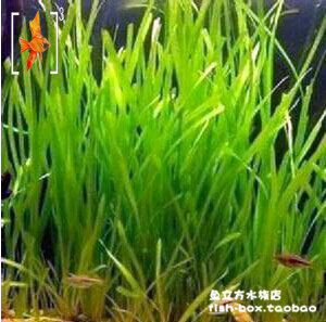 魚(yú)缸選擇大水蘭還是小水蘭（大水蘭與小水蘭的養(yǎng)護(hù)技巧） 龍魚(yú)百科 第6張