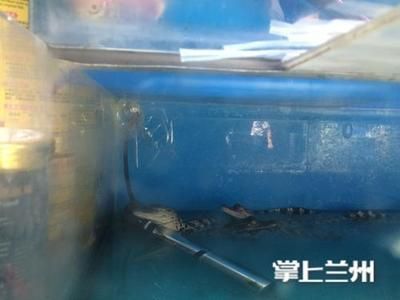 金龍魚苗品種鑒別技巧 水族問答